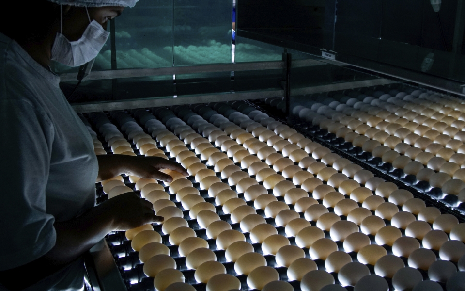 Empresa do oeste do Paraná fornecerá ovos embrionados para produção da Butanvac