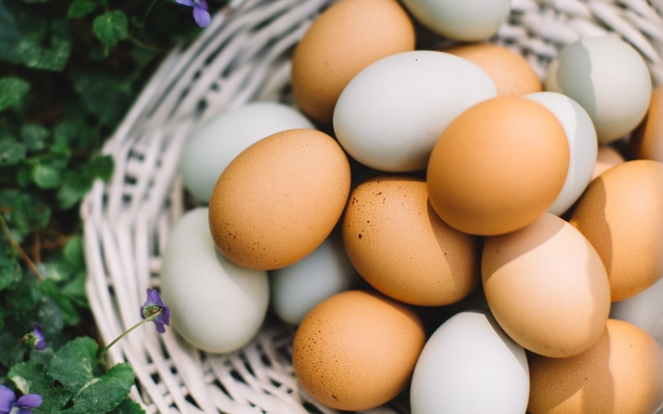 De onde vem o que eu como: além da alimentação, ovo é matéria-prima para a produção de vacinas