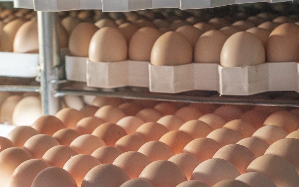 Controle microbiológico na produção de ração